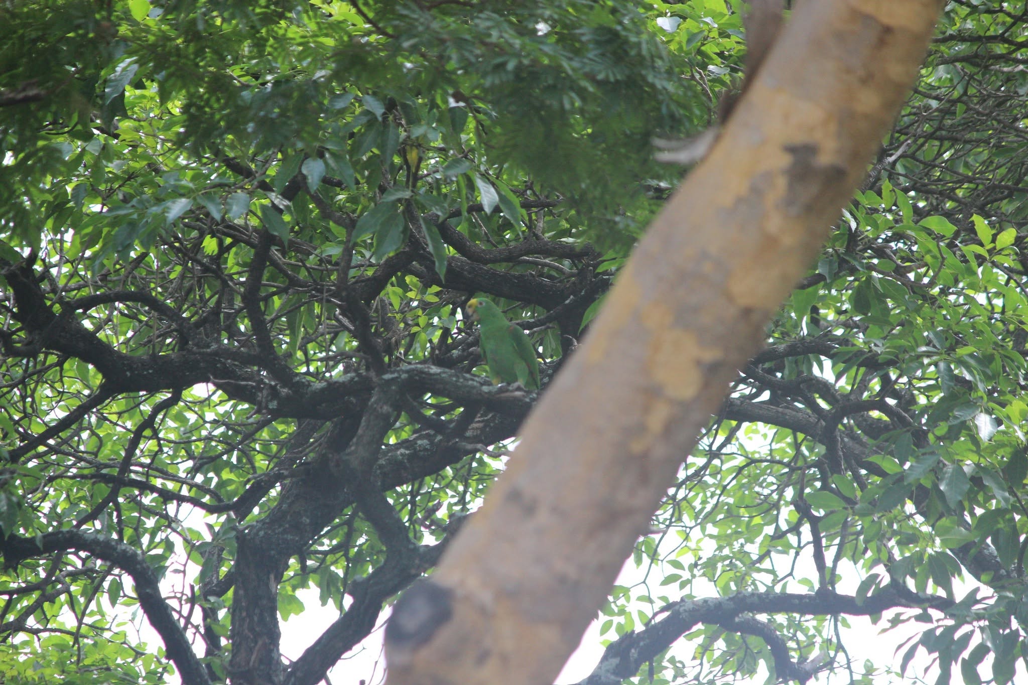 Amazona de Corona Amarilla